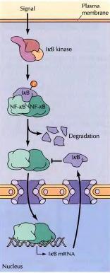 Signaling networks and regulation Activation of one