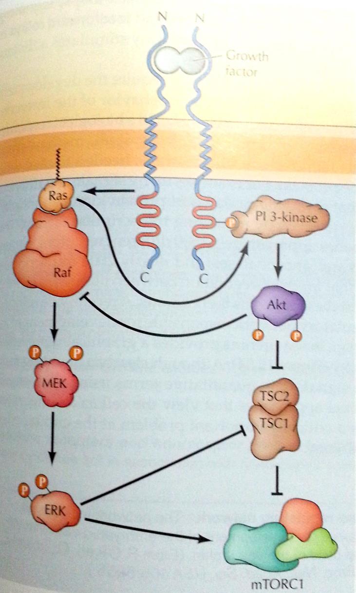 Crosstalk Growth factor The interaction of one signaling pathway with another.