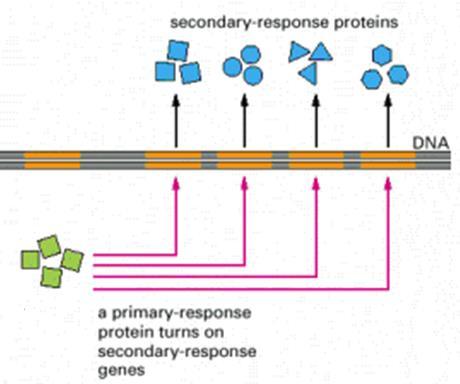 Types of response Primary response: direct activation of a small number of specific genes (30