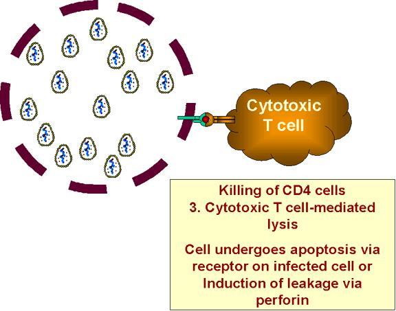 Cytotoxic T Cell Response: -cytotoxic T cells then bind to the surfaces of the antigen-bearing