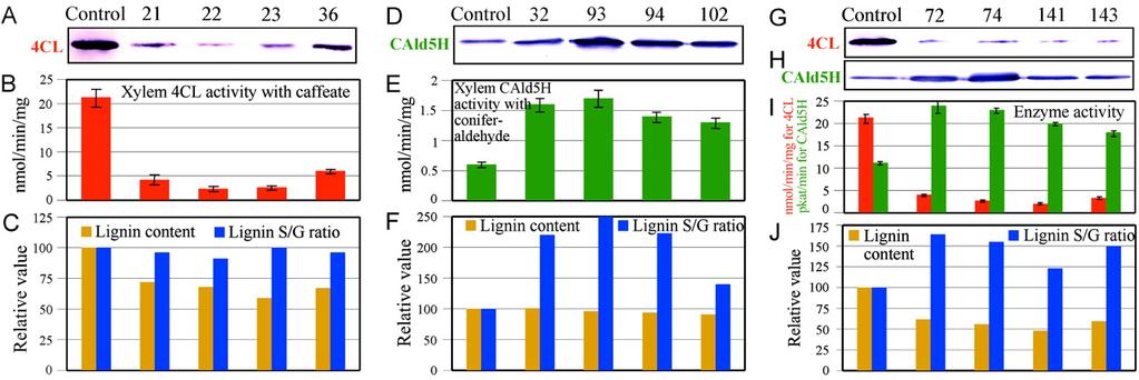 Genetic Engineering of Altered Lignin in Trees 13. Phenolics and Lignin p. 6 - reduction of lignin content (pulp, forages, biofuel) could have huge benefit, as long as the plants are still viable.