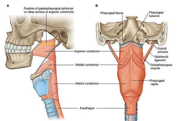 Muscles of the pharynx Five in number Three constrictors (Circular fibers and they overlap each other) 1. Superior constrictor 2. Middle constrictor 3.