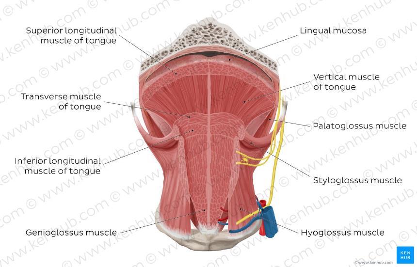 Muscles of the tongue The tongue is a muscular organ and contains intrinsic and extrinsic muscles.