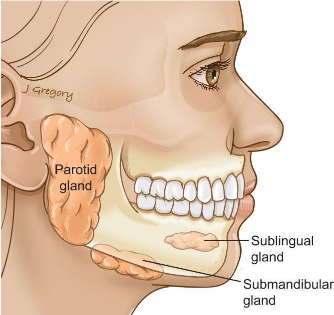 Salivary glands We consider the salivary glands an association organ to the digestive track. We have 2 types of salivary glands : 1. Major salivary glands which is our topic-: a.