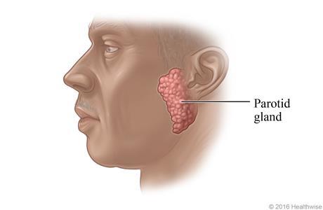 Sublingual gland: Below the tongue (mostly mucus) (any gland is surrounded by a capsule of connective tissue that divides the glands into lobes and lobules, it provides protection and blood and nerve