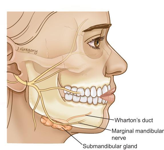 Submandibular Gland It lies in the submandibular triangle. It consists of 2 parts: deep and superficial.
