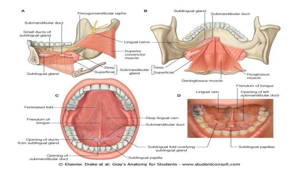 Submandibular gland Mode of Secretion: Mixed (seromucous) Surrounded by one capsule Divided by connective tissue septa into lobes and lobule Has numerous ducts Submandibular duct