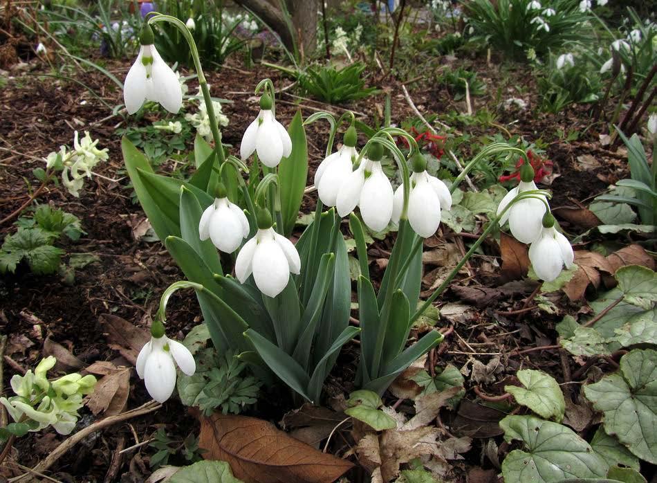 In the garden many of the Galanthus are just coming into flower