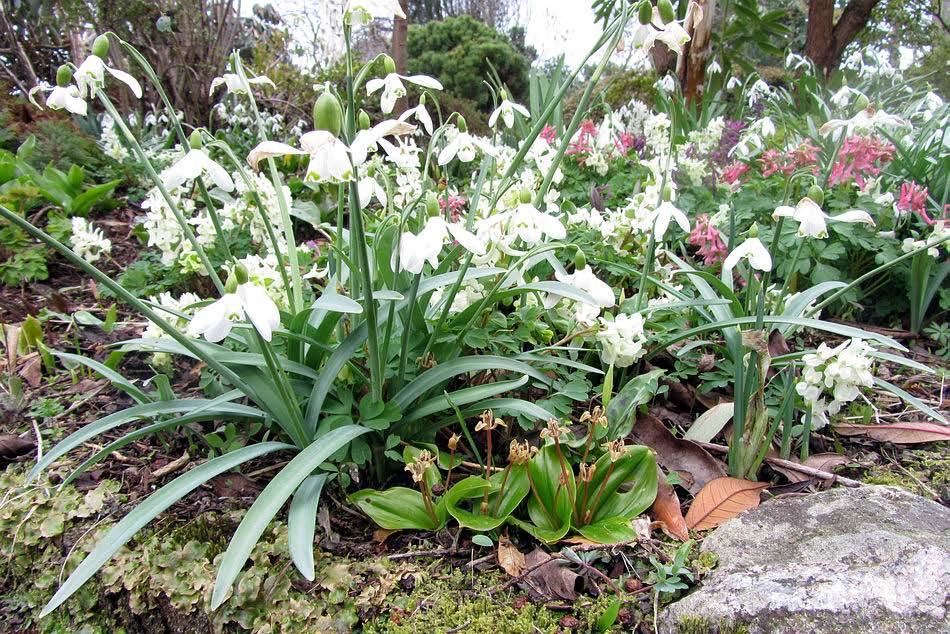 Mixed plantings of bulbs are typical in our garden with Galanthus and