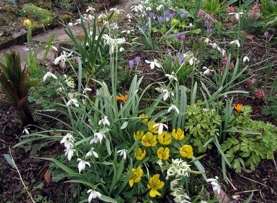 Another mixed planting of early spring bulbs includes Eranthis Guinea Gold allowing