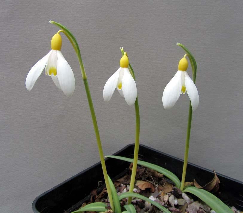 Galanthus Primrose Warburg Flowers are there to attract pollinators and once a flower has been fertilised it will generally start to fade quite quickly as the plant switches to support the growth of