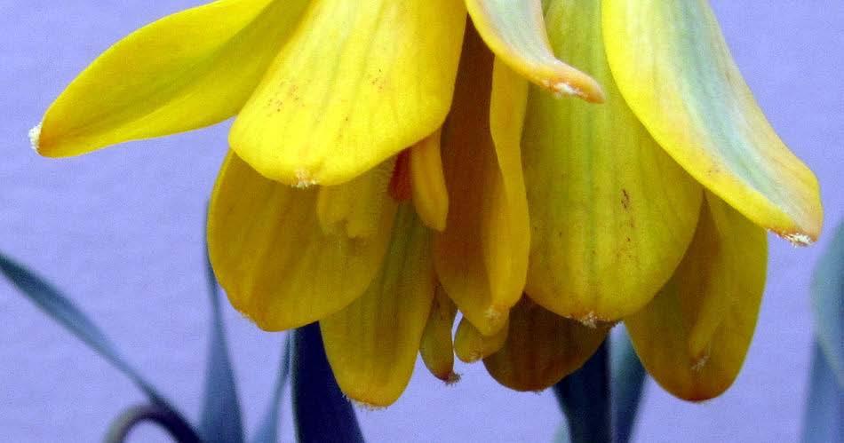 I love the many forms of Fritillaria carica that we grow and this compact yellow form is among my favourites.