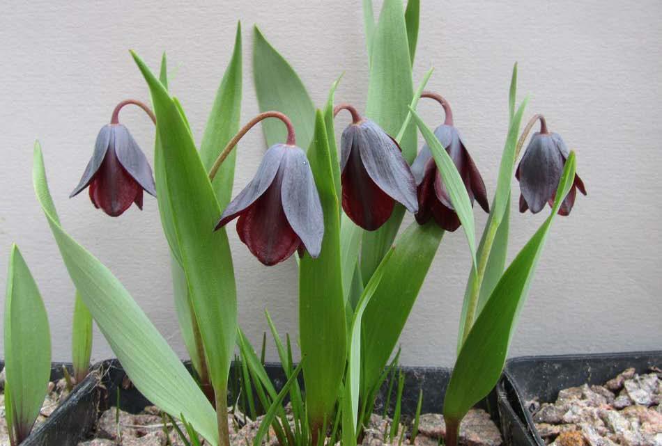 Fritillaria armena This is a good compact form of Fritillaria armena that is