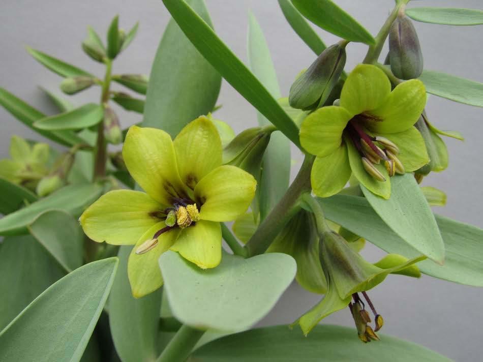 Here another form of Fritillaria sewerzowii with smaller outward facing lemon yellow flowers I had not grown Gymnospermium altaicum until a friend gave