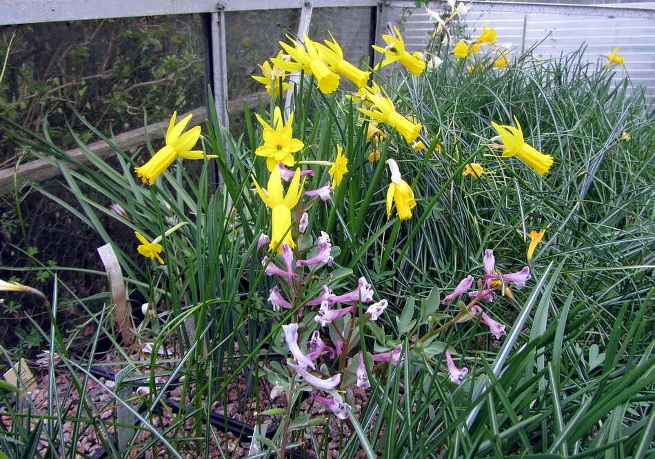 Narcissus cyclamineus hybrid, Narcissus rupicola