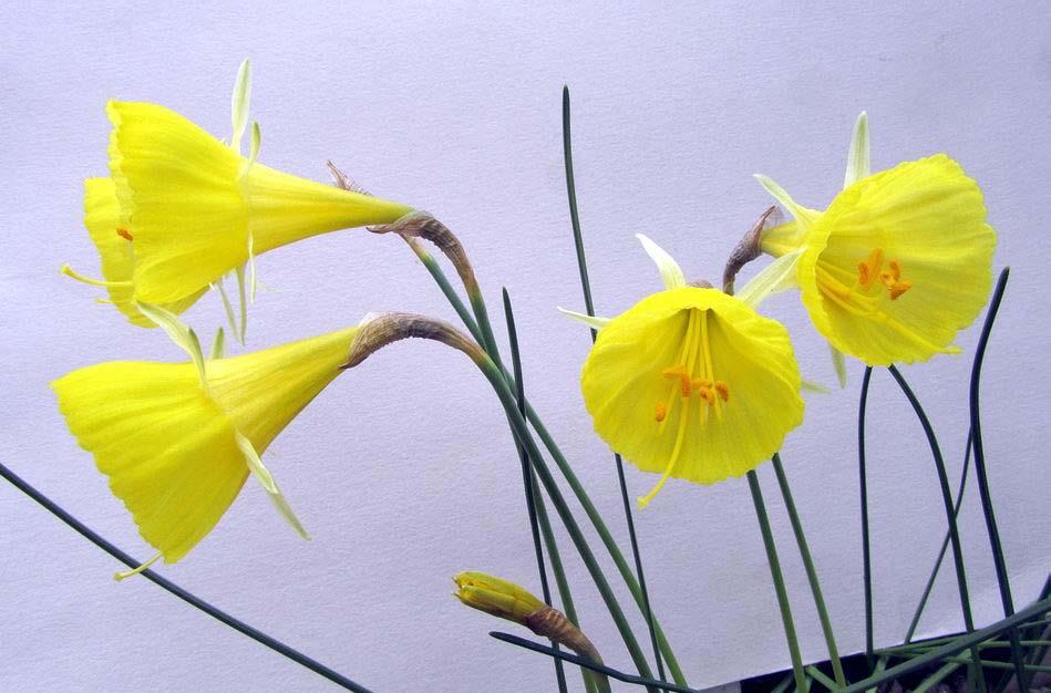 Narcissus Mitimoto is a bicoloured selection the