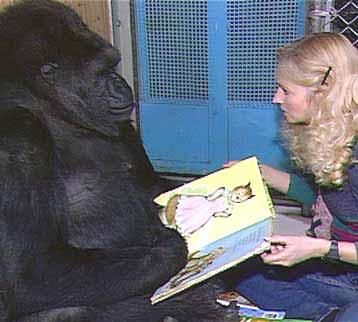 4 - and language? 28 Koko (gorilla) uses sign language has a vocabulary of over 1000 signs. understands approximately 2,000 words of spoken English.