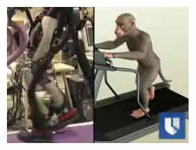 walking from cortical signals 47 Monkey's Thoughts Makes Robot Walk from Across the Globe Duke university two rhesus monkeys were implanted with electrodes that gathered feedback from cells in the