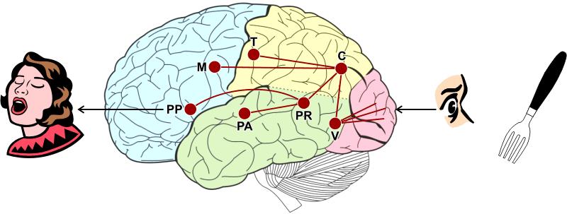 Ex: recognizing the word fork C: Concept of a fork in the parietal lobe links to all other areas. V: Visual recognition in the temporal lobe links to the visual cortex.