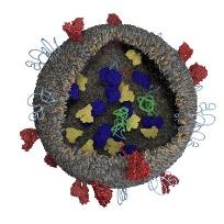 Exosome as protein carriers to brain