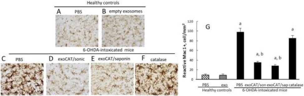 exosomes loaded with catalase and administered intranasal in a mouse model of Parkinson