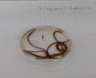 Fig. No. 7: Indian Fig. No. 8: Indian earthworm treatedwith normal saline earthworm treatedwith albendazole Fig. No.: 9. Indian Fig. No.: 10.