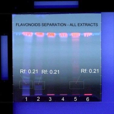Fig.8. Photo documentation of all extracts Sample at 366 nm of theconsumers as a result of the presence of flavonoids compounds that are vital for good health.