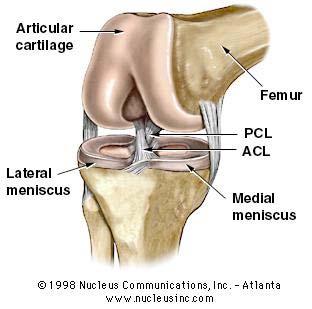 The patella, a sesamoid bone within the quadriceps and the patellar tendon, glides within the trochlear groove of the femur and comprises the patellar-femoral joint 29.