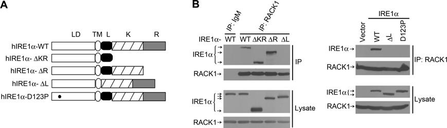 Fig. S6. The structural requirements for the interaction of IRE1 with RACK1. (A) Diagram of the wild type (WT) and mutant versions of FLAG-tagged IRE1 analyzed.