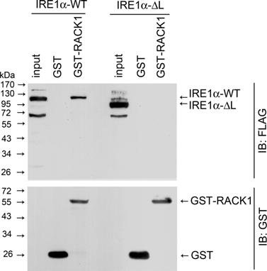 Fig. S7. Physical IRE1 RACK1 interaction requires the linker region of IRE1. HEK 293T cells were transfected with plasmids encoding FLAG-tagged IRE1 -WT or the IRE1 - L mutant.