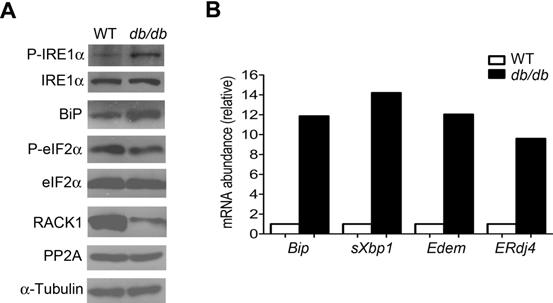 Fig. S14. Increased IRE1 phosphorylation, decreased RACK1 abundance, and enhanced activation of the IRE1 arm of the UPR in db/db islets.