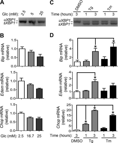 Fig. S2. High glucose stimulation does not trigger typical ER stress-activated UPR pathways.