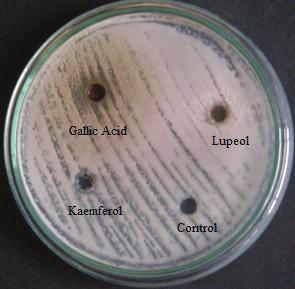 Fig. 35- Antifungal activity of Gallic acid, Kaempferol and Lupeol against Candida albicans MIC The MIC value against S. aureus was 2µg/mL where as it was 10µg/mL for L.monocytogens.