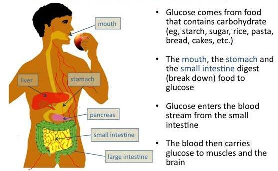 Food, Glucose