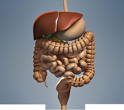 PPL2O Human Digestion The human digestive system is a complex process that consists of breaking down large organic masses into smaller particles that the body can absorb and use.