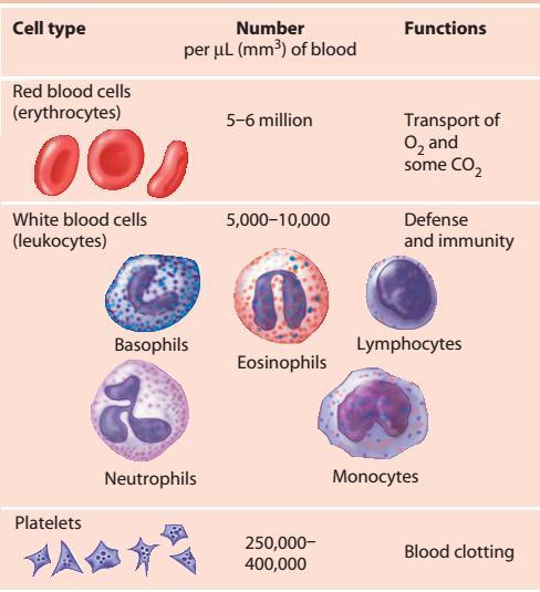 Q31. Which of the following is not one of the differences between a red blood cell and a white blood cell? A.