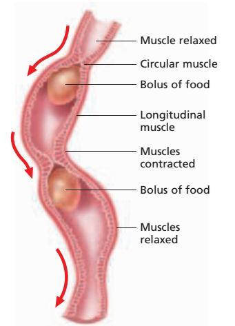 Q49. The diagram below shows the movement of substances in a muscular tube. Which of the following regions in the human alimentary canal can this movement be found? I. Oesophagus II. Mouth III.