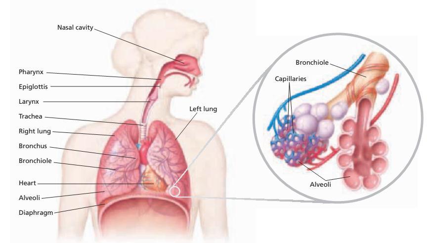 Q4. Which of the following organs are parts of the respiratory system? A. heart and blood vessels B. sperm duct and penis C. trachea and bronchi D. mouth and oesophagus Q5.