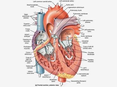 The Chambers Separated by Interatrial Septum Interventricular Septum Externally, the septa appear as shallow sulci Right Atrium