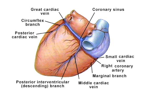 Coronary Circulation, cont d coronary veins to coronary sinus to