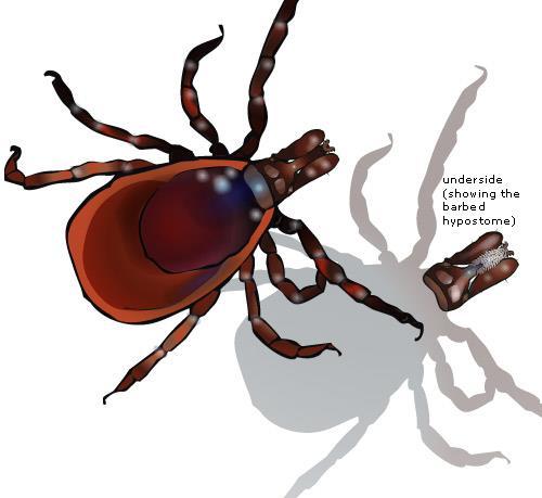 Other pathogens can be carried concurrently by ticks. Some of these pathogens can be transmitted in other ways, such as through blood transfusions.