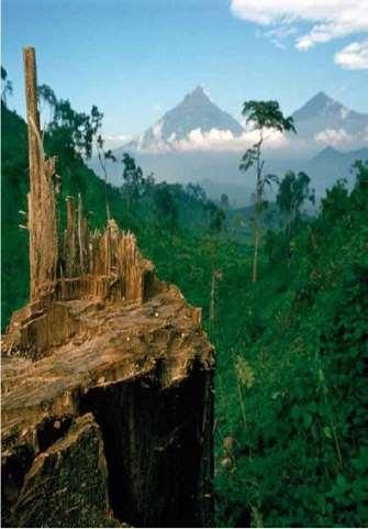 2 projects of Reforestation: Virunga Park, DR Congo