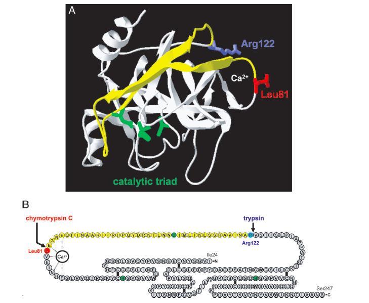 Trypsin can be inactivated by proteolysis