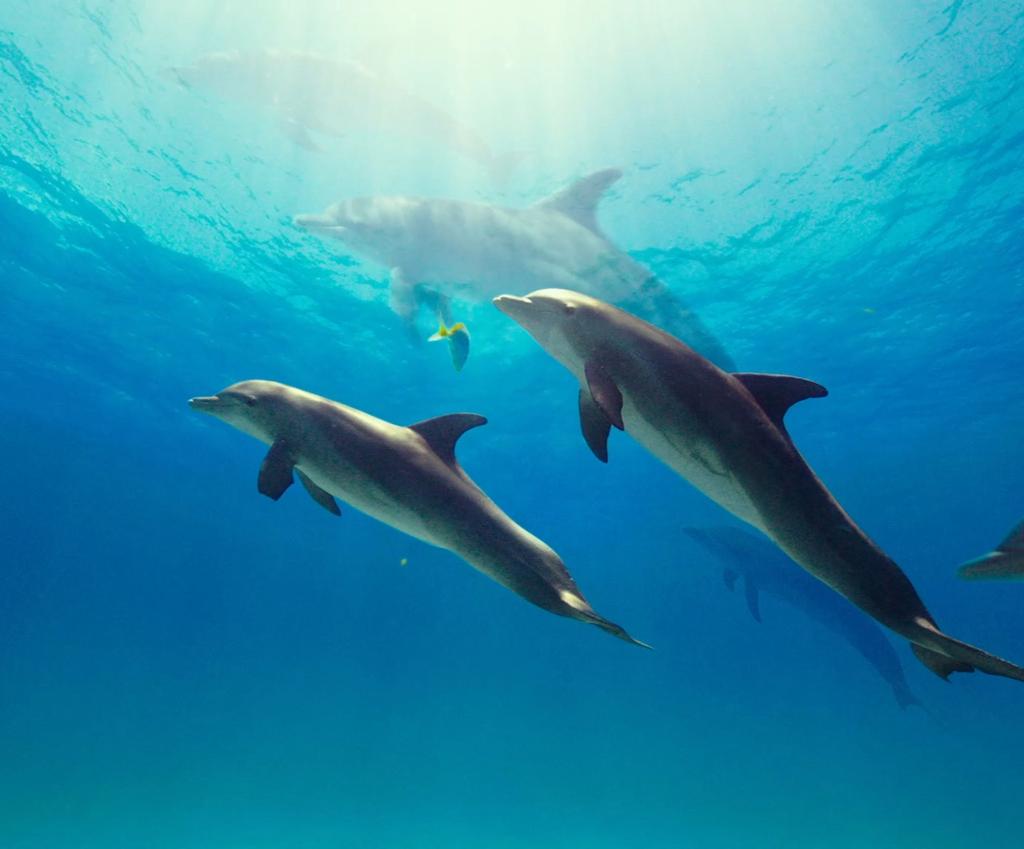 COMMON DOLPHIN Name: Date: Common dolphin species are medium-sized. Adults range between 6.2 and 8.2 feet in length, and can weigh between 176 and 518 pounds.