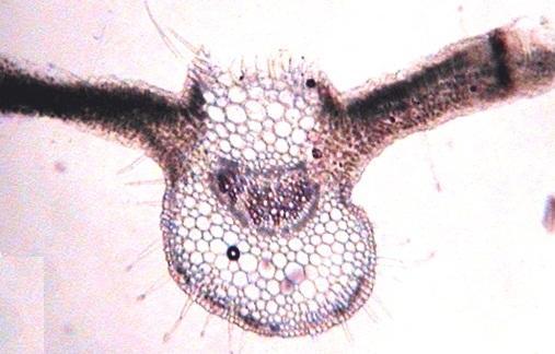 6136 Afr. J. Biotechnol. Upper collenchyma Palisade Upper epidermis Trichomes Ca oxalate crystals Vascular bundles Spongy parenchyma Lower collenchyma Lower epidermis Figure 3.