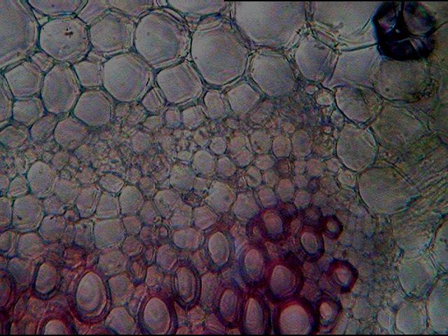 anisocytic stomata in surface
