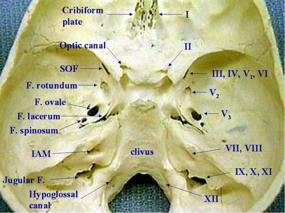 Foramina of skull and