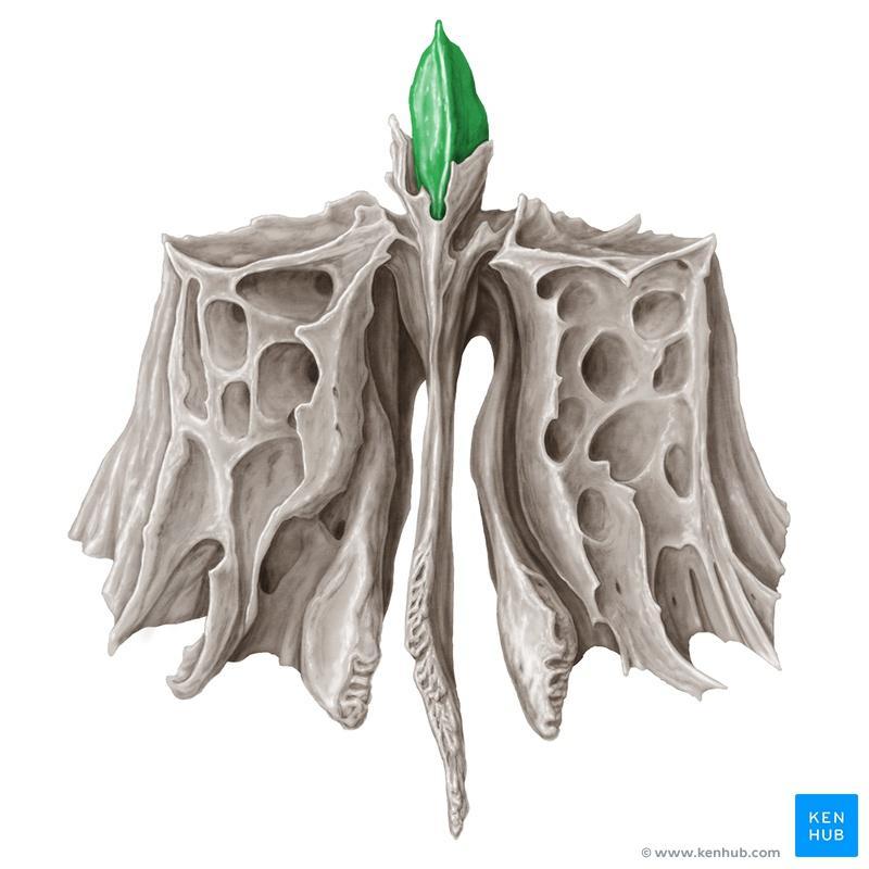 Ethmoid bone Cribriform plate Crista