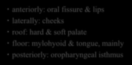 anteriorly: oral fissure &