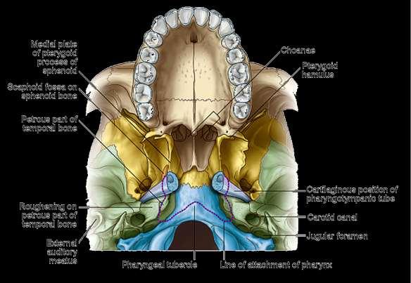 posteriorly: oropharyngeal